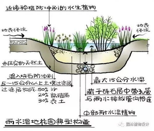 芒果树种植需要哪些具体气候和土壤条件