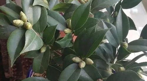 茶花种植，如何让新芽茁壮成长