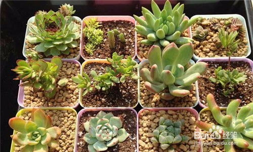 夏季多肉植物如何正确浇水，避免浇水过多导致烂根