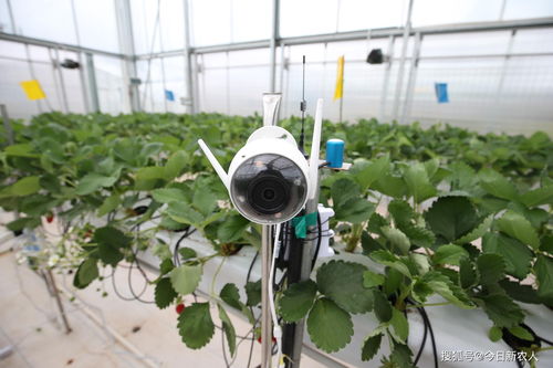 海神王月季的花期有多长？适合在哪些地区种植？