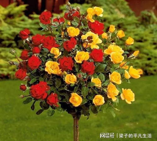 叶子——月季花“脸色”的揭示者