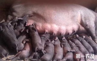 母猪子宫内膜炎、乳房炎、无乳综合征的病因是什么如何综合防控？