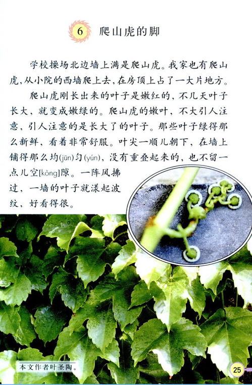 爬山虎的生长习性