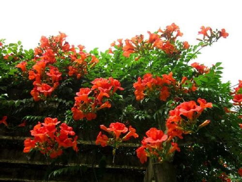 凌霄花：钢筋丛林里的生存专家