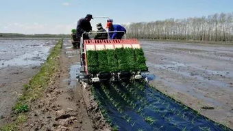 西南稻区手工插秧田杂草化学防除技术