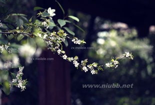 分株繁殖：早春或秋末， 挖出小苗，培育新生命