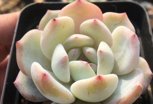 山地玫瑰不开花？养护方法出了什么问题