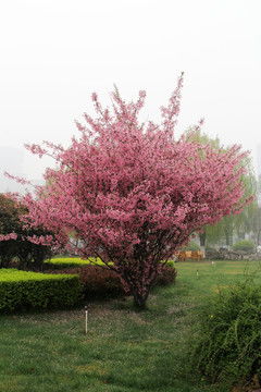 山楂树因春暖花开，为何独粉嫩绽放