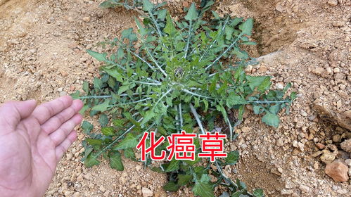 铧头草广布于山坡、林缘，可提取药用