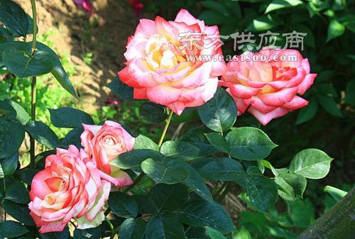 月季小苗的修剪技巧