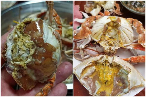 挑选螃蟹，肥美黄多看体型饱满