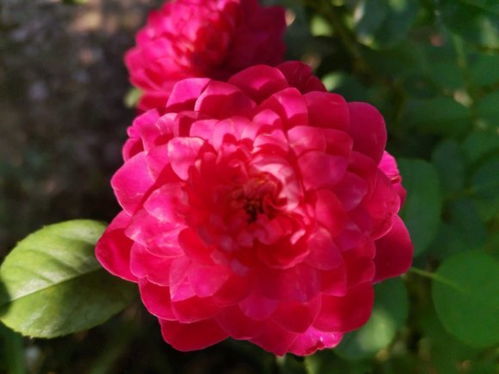 耐寒性与适应性：坚韧不拔