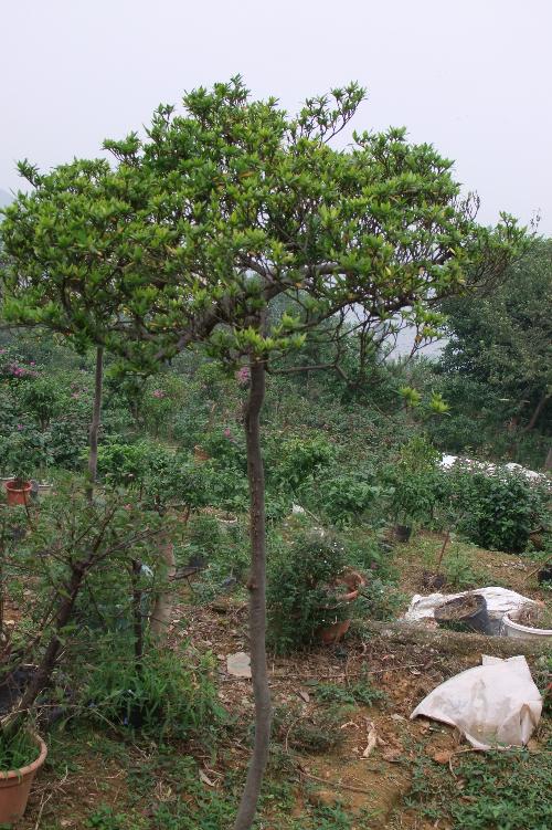 青岛八大关的教训