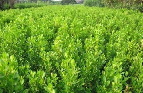 小避免使用灭生性除草剂