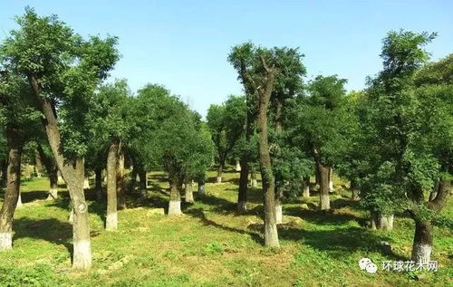 树木死亡的判断