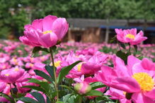 蜜源植物大揭秘