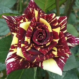 流星柯德娜月季的花瓣颜色为啥那么亮？和其他品种差哪儿呢？