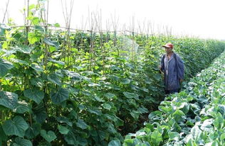 农药与叶面肥混用的注意事项