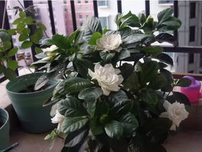 栀子花的美丽传说