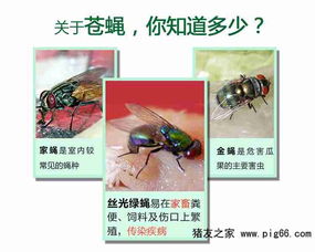 气温与苍蝇滋生