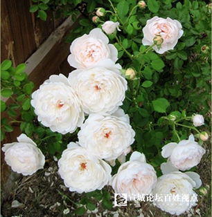 品种亲缘与气候适应性