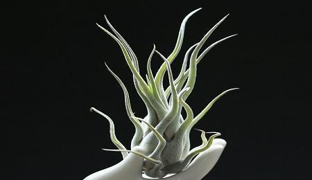 空气凤梨如何通过侧芽繁殖？繁殖后