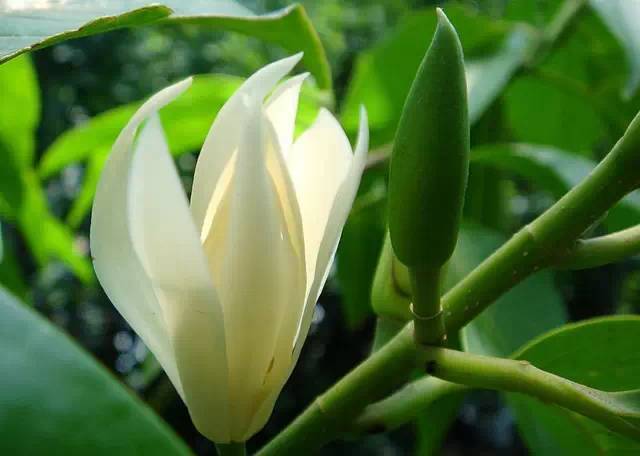 白兰花庭院种植佳选，家门口添香必备！