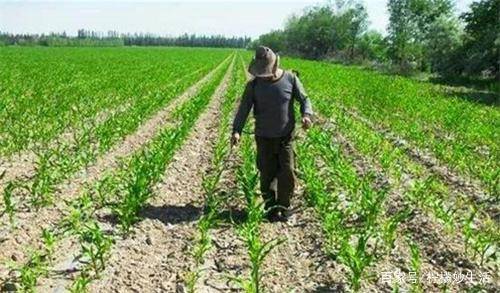 兰花草玉米苗前除草剂：你的玉米田好帮手