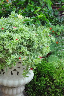 “屁股花快速养殖秘诀，打造爆款花卉新宠”