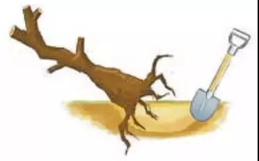 适合移植的树种与条件，你选对了吗？