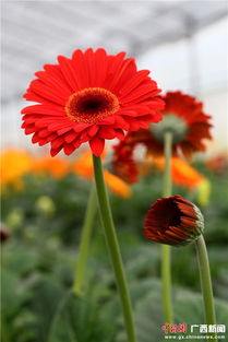 购买场所：正规市场， 品质有保障