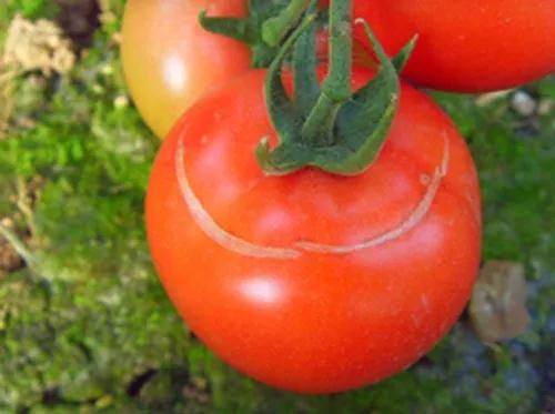 防治裂果的实用方法