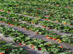 草莓种植前的准备工作