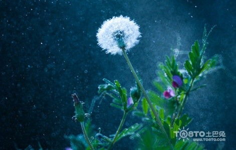 蒲公英的花语和传说中，它那随风飘散的种子背后隐藏着怎样的神秘意义呢