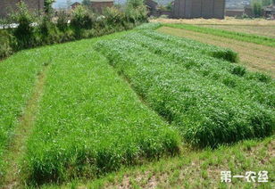 护土优先：根系发达， 覆盖快的品种