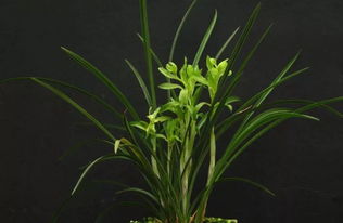 兰花叶子发黄的原因大揭秘