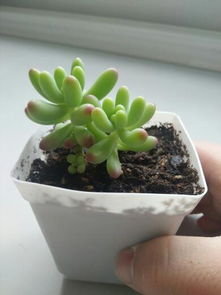 多肉植物小苗如何浇水才能长得旺盛