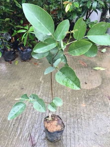 自己种植，成就感满满