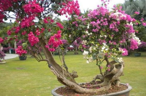 四季皆可种植的茑萝：何时移栽，以提升畜牧效率？