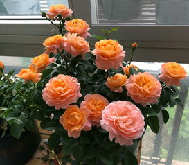 一、 气温不降坚决不Zuo秋剪