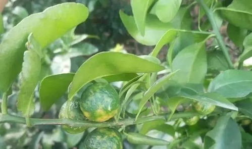 柑橘果柄炭疽病的防治