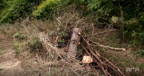 松材线虫病：全国蔓延， 损失惨重