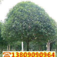 再染后呢，就是那个丹桂了这个名字听起来就让人感觉它彳艮霸气。