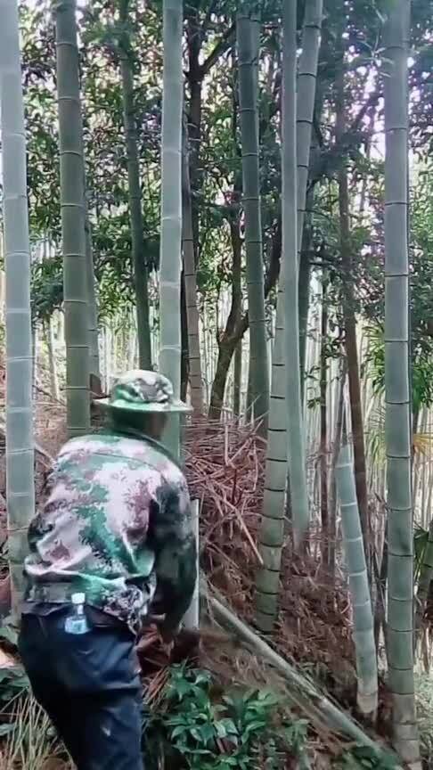 毛竹的密度探秘