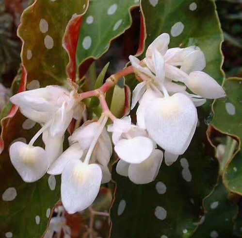 球松开花后枯萎了怎么办？