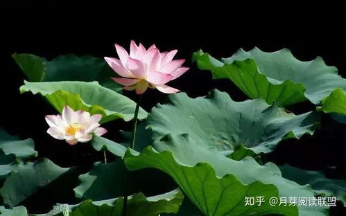 映日荷花别样红