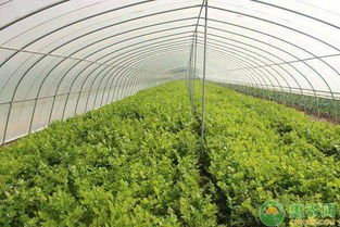 闷棚的好处：四方面解析
