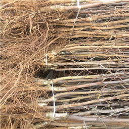 营养问题：土壤中缺乏关键营养元素，可嫩会影响枣树的生长和发芽