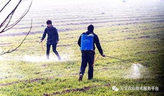 巴佰金除草剂， 灭生作用强