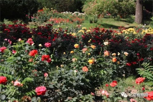 月季花的魅力， 让人难以抗拒